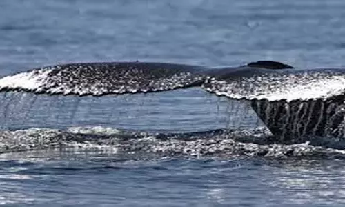Humpback whale ने 13,000 किमी की यात्रा कर बनाया नया रिकॉर्ड
