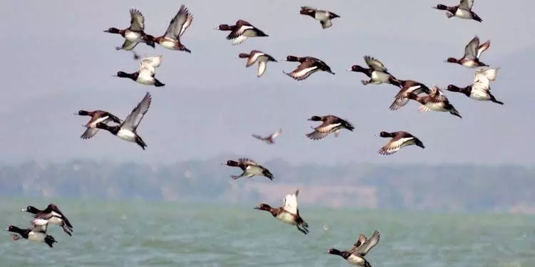 Chilika:  एक नाजुक पारिस्थितिकी तंत्र जो ढहने के खतरे में