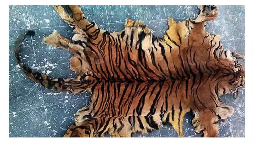 Assam : नागांव में बाघ की खाल और हड्डियों के साथ दो लोग गिरफ्तार Assam : नागांव में बाघ की खाल और हड्डियों के साथ दो लोग गिरफ्तार