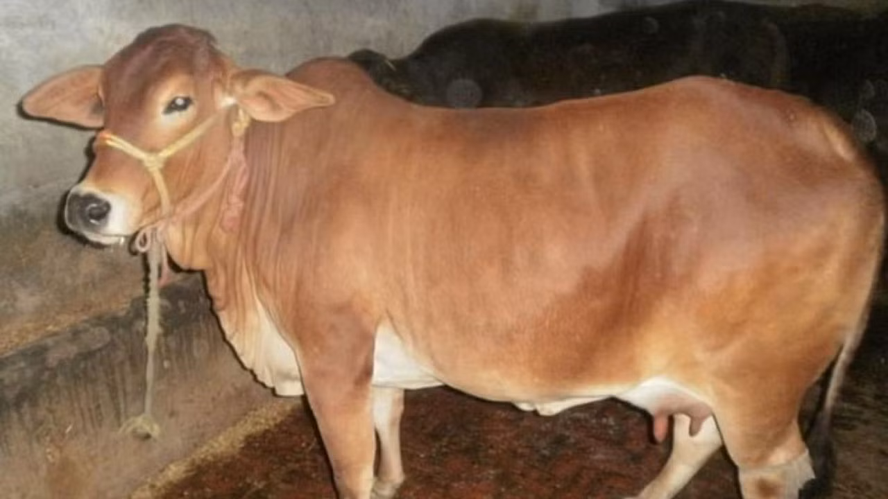 Agra: खूंटे पर गाय बांधने को लेकर हुआ विवाद Agra: खूंटे पर गाय बांधने को लेकर हुआ विवाद
