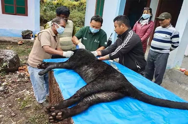 Arunachal : रोइंग मिनी चिड़ियाघर में बचाए गए काले पैंथर की मौत