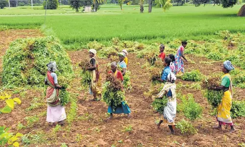 Andhra: आंध्र के प्रकाशम में लाल चना किसानों के लिए पंजीकरण शुरू Andhra: आंध्र के प्रकाशम में लाल चना किसानों के लिए पंजीकरण शुरू