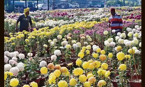 Chandigarh: रात का तापमान 6 डिग्री सेल्सियस तक पहुंचा Chandigarh: रात का तापमान 6 डिग्री सेल्सियस तक पहुंचा