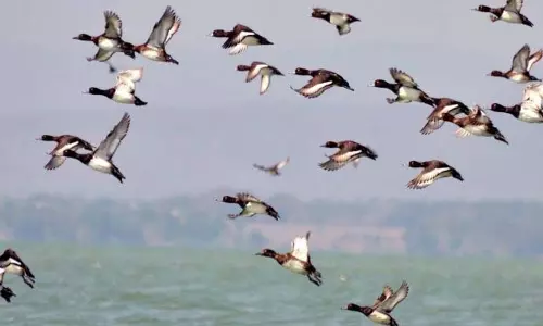 Chilika:  एक नाजुक पारिस्थितिकी तंत्र जो ढहने के खतरे में