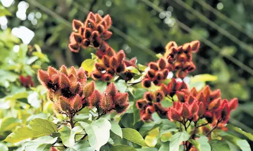 आंध्र प्रदेश के ASR जिले में बिक्सा ओरेलाना की खेती फल-फूल रही