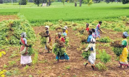 Andhra के प्रकाशम में लाल चना किसानों के लिए पंजीकरण शुरू Andhra के प्रकाशम में लाल चना किसानों के लिए पंजीकरण शुरू