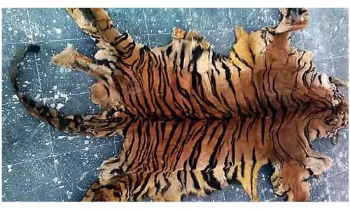 Assam : नागांव में बाघ की खाल और हड्डियों के साथ दो लोग गिरफ्तार