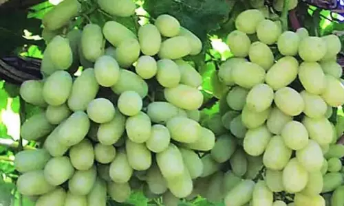 5 साल में 50 हजार एकड़ घटा अंगूर की खेती का रकबा: अन्य फसलों की ओर रुझान