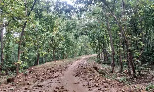 Yeleswaram के वनपाल मानव-पशु संघर्ष से बचने के लिए बाघ पर नज़र रख रहे Yeleswaram के वनपाल मानव-पशु संघर्ष से बचने के लिए बाघ पर नज़र रख रहे