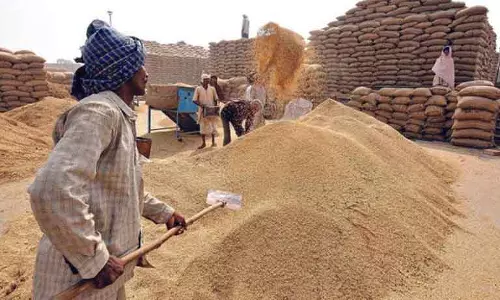 Punjab: सरकार ने गेहूं की स्टॉक सीमा क्यों कड़ी कर दी