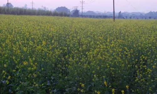 Haryana : राज्य में भीषण शीत लहर की स्थिति के कारण फसलों को पाले का खतरा