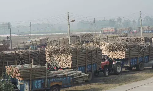 Haryana : यमुनानगर में लकड़ी की कमी से पोपलर के दाम बढ़े