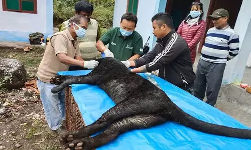 Arunachal : रोइंग मिनी चिड़ियाघर में बचाए गए काले पैंथर की मौत