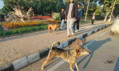 UT उप-पैनल ने कुत्ते के काटने के 81 मामलों में राहत की सिफारिश की UT उप-पैनल ने कुत्ते के काटने के 81 मामलों में राहत की सिफारिश की