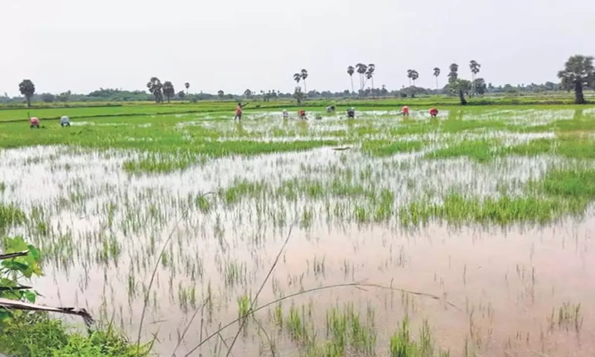 Tamil Nadu: नागपट्टिनम में 12 सेमी वर्षा, सांबा की कई एकड़ फसलें जलमग्न