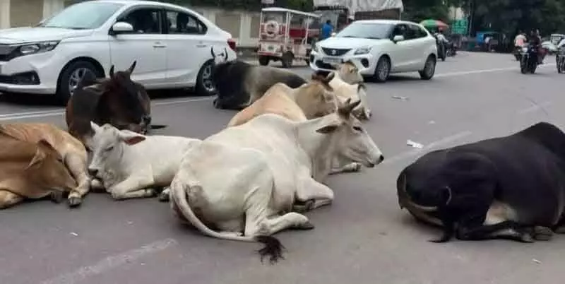 स्थानीय गौशाला पर अत्यधिक बोझ, आवारा मवेशी Trilokpur के लिए चुनौती बने