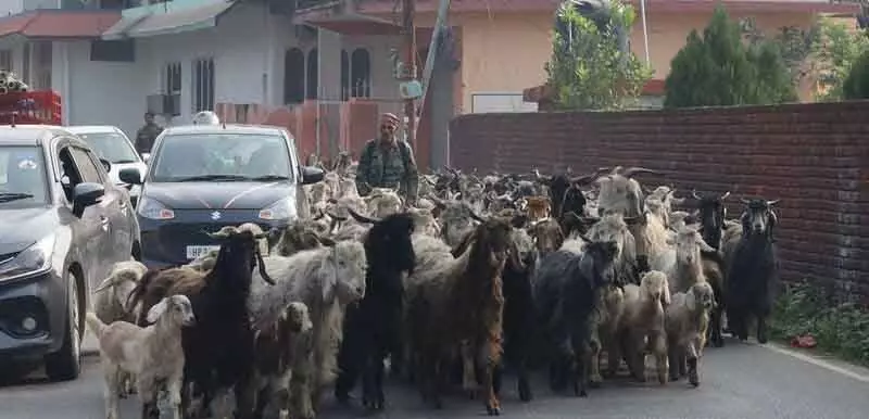 Himachal: चरवाहा समुदायों को डर, उन्हें पशुधन गणना से बाहर रखा