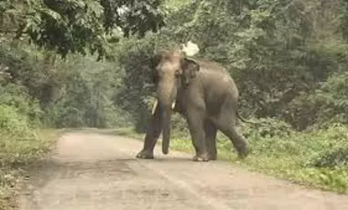 Alipurduar: मेंदाबारी जंगल में हाथी के हमले में तीन महिलाओं की मौत हुई