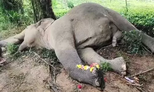 Assam : नागांव जिले के काठियाटोली वन रेंज में जंगली हाथी मृत पाया गया Assam : नागांव जिले के काठियाटोली वन रेंज में जंगली हाथी मृत पाया गया
