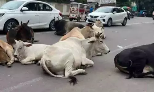 स्थानीय गौशाला पर अत्यधिक बोझ, आवारा मवेशी Trilokpur के लिए चुनौती बने