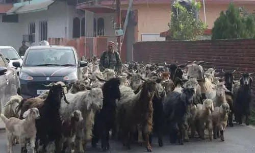 Himachal: चरवाहा समुदायों को डर, उन्हें पशुधन गणना से बाहर रखा Himachal: चरवाहा समुदायों को डर, उन्हें पशुधन गणना से बाहर रखा