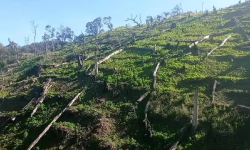 Manipur : संयुक्त अभियान में उखरुल में 110 एकड़ अवैध अफीम की खेती नष्ट की गई