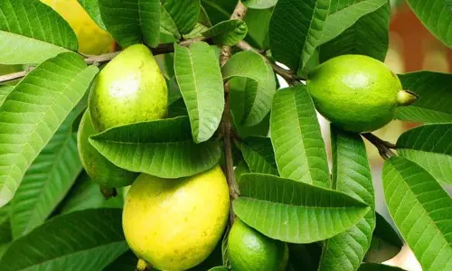 बंगलुरु के वैज्ञानिकों की रिसर्च में खुलासा, हिमाचल में अमरूद की तीन नई किस्में बंगलुरु के वैज्ञानिकों की रिसर्च में खुलासा, हिमाचल में अमरूद की तीन नई किस्में