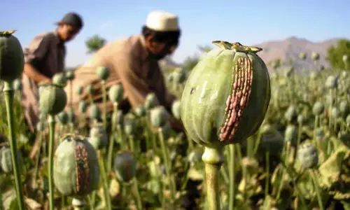 Manipur : उखरुल में 110 एकड़ में फैले अफीम के खेत नष्ट