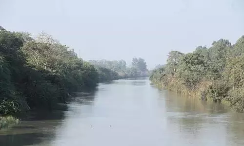 UGC सड़क परियोजना: एनजीटी का आवश्यक पेड़ों की कटाई सीमा पर स्पष्टीकरण प्रस्तुत करने का निर्देश