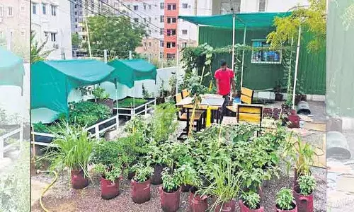 Telangana बागवानी विभाग शहरी खेती पर प्रशिक्षण कार्यक्रम की मेजबानी करेगा