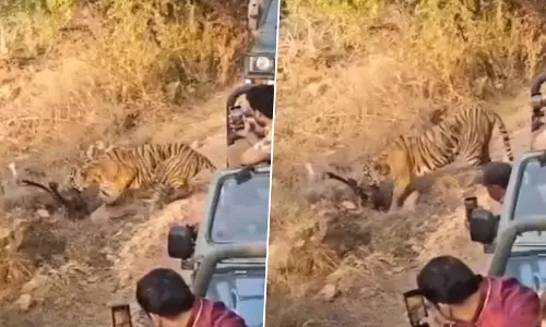पर्यटकों ने बाघ द्वारा हिरण का शिकार करने का शॉकिंग वीडियो बनाया, देखें वीडियो... पर्यटकों ने बाघ द्वारा हिरण का शिकार करने का शॉकिंग वीडियो बनाया, देखें वीडियो...