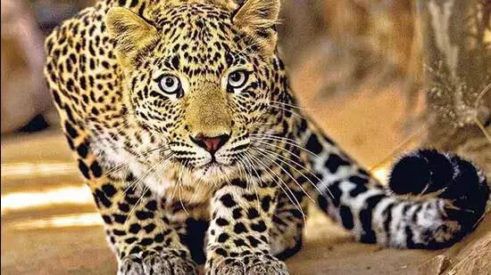 leopards से जुड़ी अलग-अलग घटनाओं में दो लोग घायल