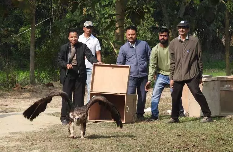 Assam: बचाए गए छह हिमालयी गिद्धों को कामरूप के जंगल में वापस छोड़ा गया