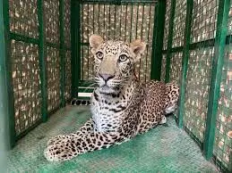 Leopard गोदाम में घुसा, बचाव कार्य जारी