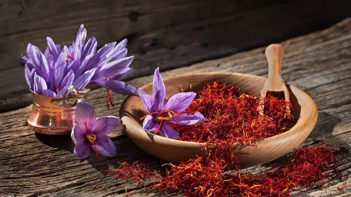 शरीर को पोषण देता है लोकप्रिय Saffron शरीर को पोषण देता है लोकप्रिय Saffron