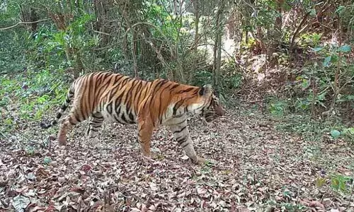 Study से पुष्टि हुई कि पश्चिमी घाट में कोंकण बाघों का निवास स्थान Study से पुष्टि हुई कि पश्चिमी घाट में कोंकण बाघों का निवास स्थान