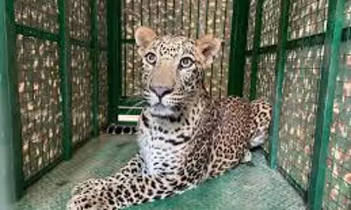 Leopard गोदाम में घुसा, बचाव कार्य जारी