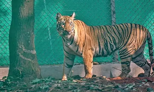 PCCF: जीनत अगर खुद वापस नहीं लौटी तो उसे बेहोश करना पड़ेगा