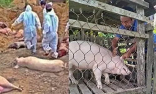 Mizoram: अफ्रीकी स्वाइन फीवर के कारण 39,200 से अधिक सूअरों की मौत और वध किया गया