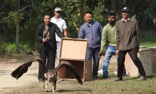 Assam : छह हिमालयी गिद्ध और काले कान वाले चील को जंगल में छोड़ा गया Assam : छह हिमालयी गिद्ध और काले कान वाले चील को जंगल में छोड़ा गया