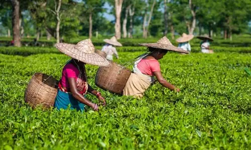 Tripura सरकार का लक्ष्य राज्य की अर्थव्यवस्था को बढ़ावा देने के लिए