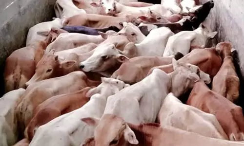 Assam : नागांव में चोरी किया गया मवेशियों से भरा ट्रक जब्त