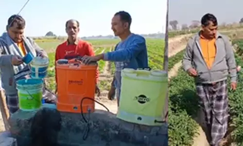 आलू फसल में शराब का छिड़काव, किसान ने बताए फायदे आलू फसल में शराब का छिड़काव, किसान ने बताए फायदे