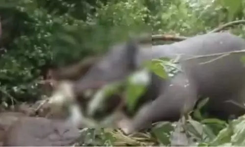 कूर्तलम में बाढ़..पानी की चपेट में आने से हाथी की मौत: त्रासदी में तेनकासी