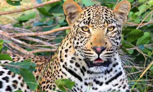 Medak में स्कूल जाते समय शिक्षक का सामना तेंदुए से हुआ