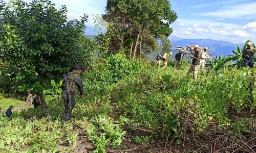 Assam राइफल्स 2024 में 354 एकड़ अवैध अफीम की खेती करेगी नष्ट