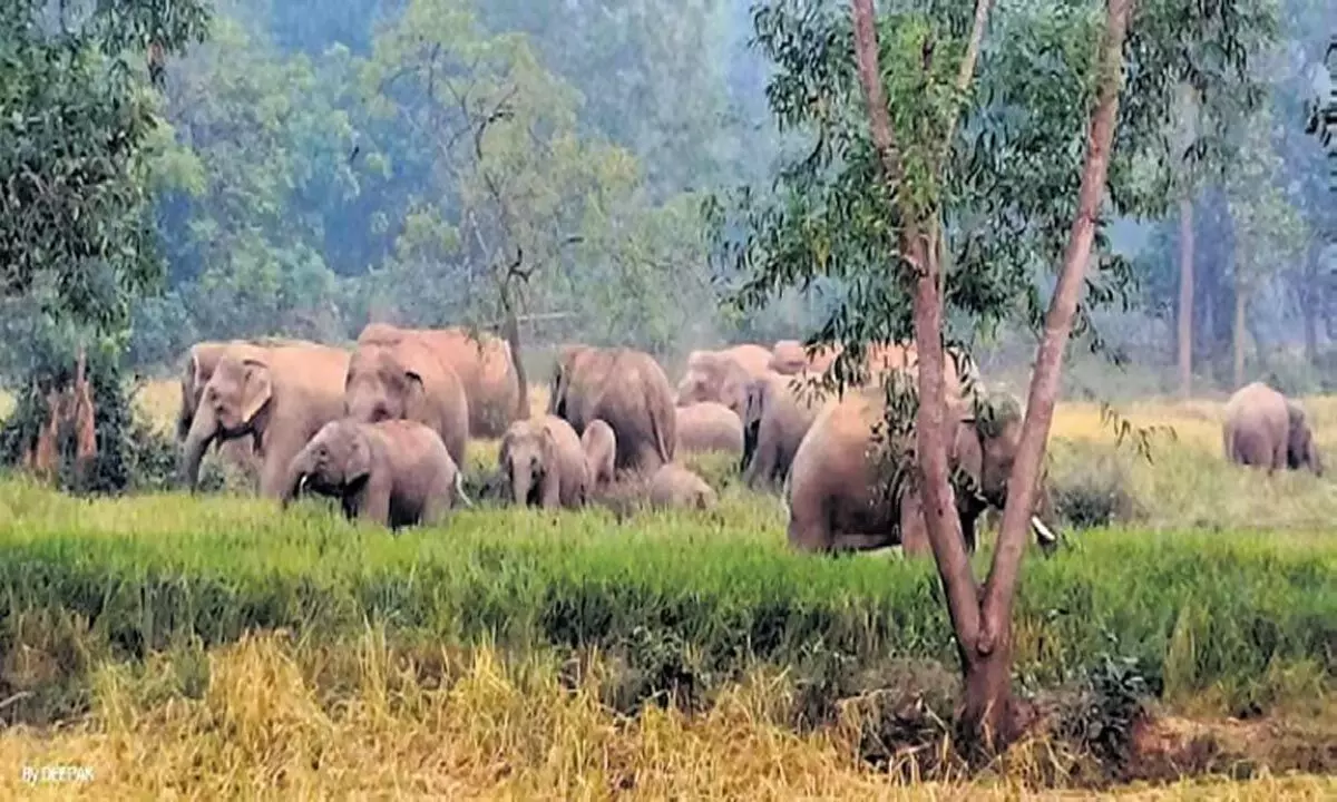 Odisha: ओडिशा के गांवों में हाथियों ने धान की फसल को तबाह कर दिया