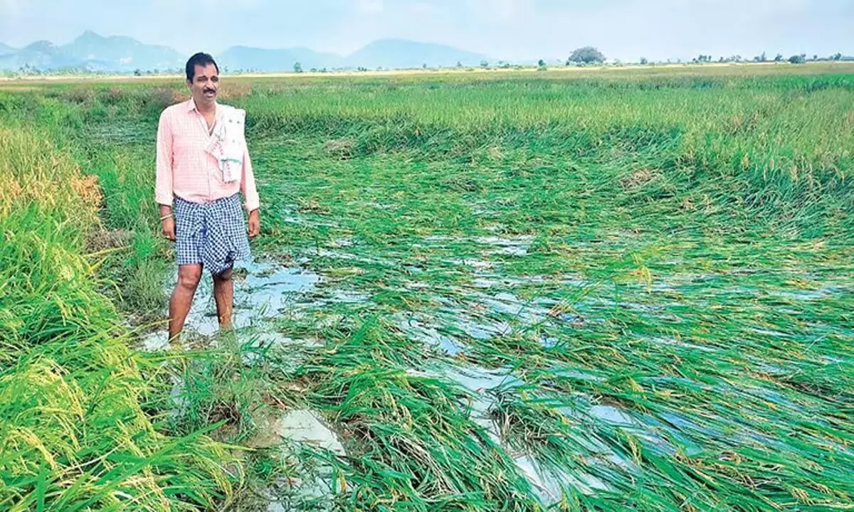 Tamil Nadu: मंत्री पन्नीरसेल्वम ने कहा कि फसल क्षति के लिए जल्द ही खेतों का निरीक्षण किया