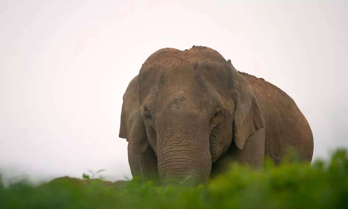 Tamil Nadu: कृष्णगिरि के निवासियों ने देरी के लिए वन अधिकारियों की आलोचना की