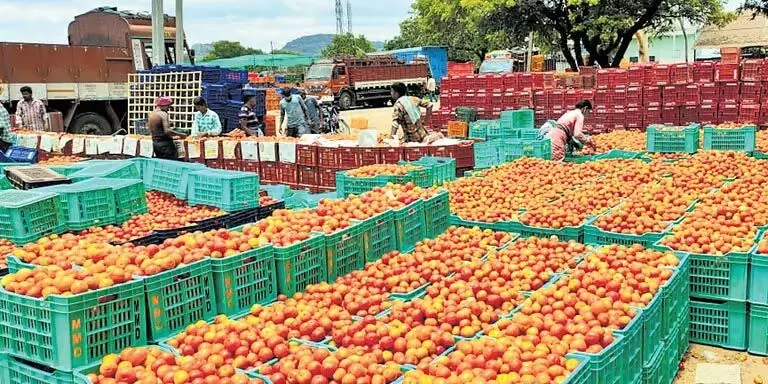 Rayalaseema में टमाटर की कीमतों में गिरावट से किसान परेशान